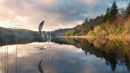 Рыбная гаспадарка і водныя аб'екты